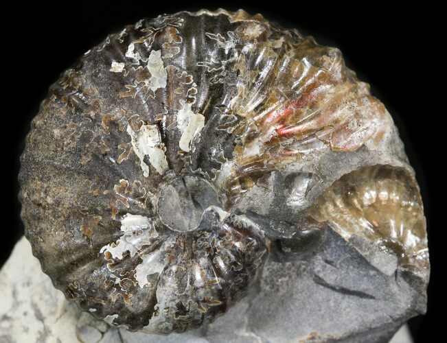 Hoploscaphites Nodosus Ammonite - Nice Display #44052